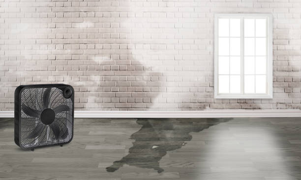 Best Basement water damage restoration  in Fishhook, AK